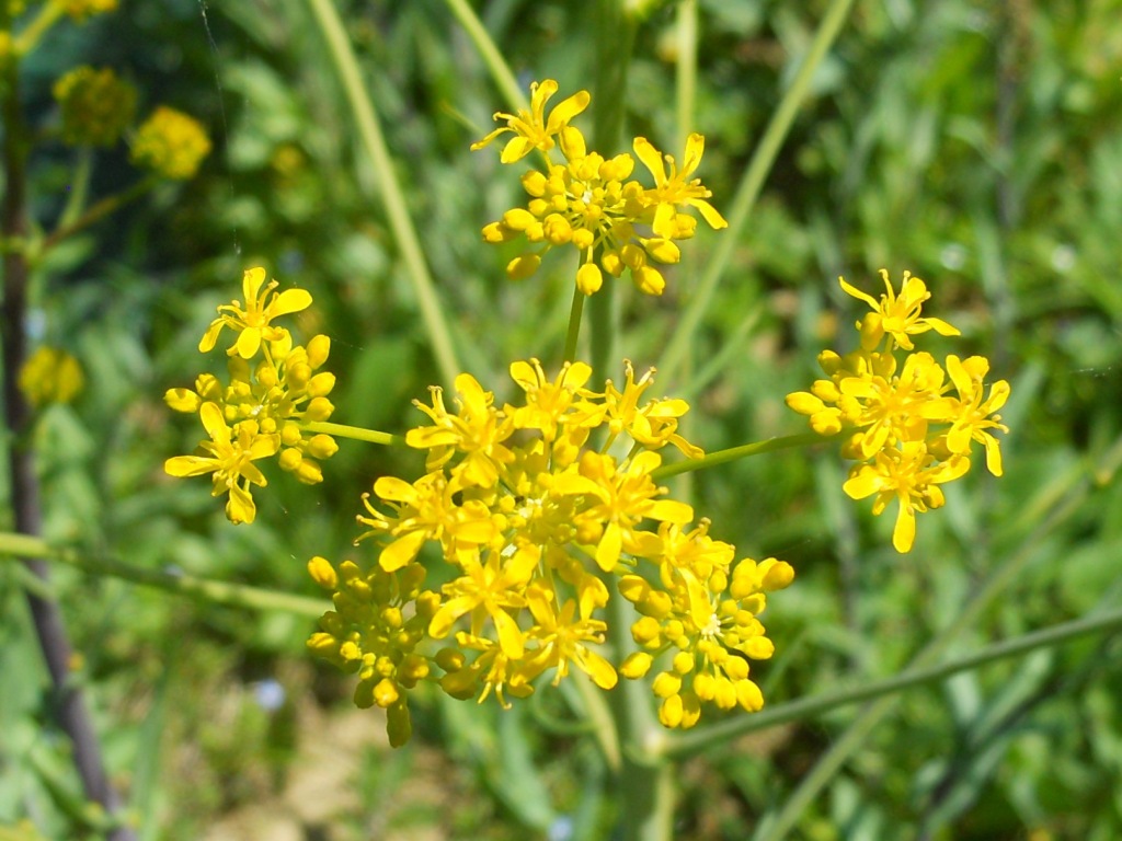 Isatis tinctoria